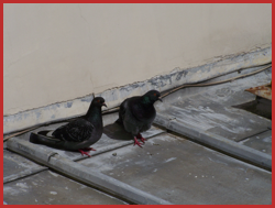 Pigeons sur un toit