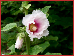 Rose trémière