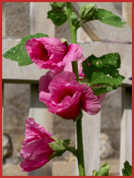 Roses trémières