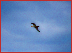 Mouette