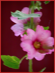 Roses - Flou