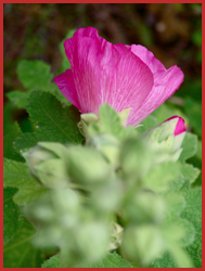 Rose - Plongée