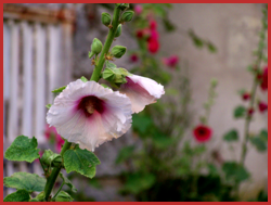 Roses trémières II