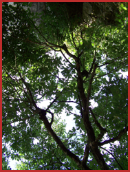 Arbre