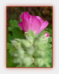 Roses trémières